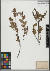 Foto von Salix hastata L.